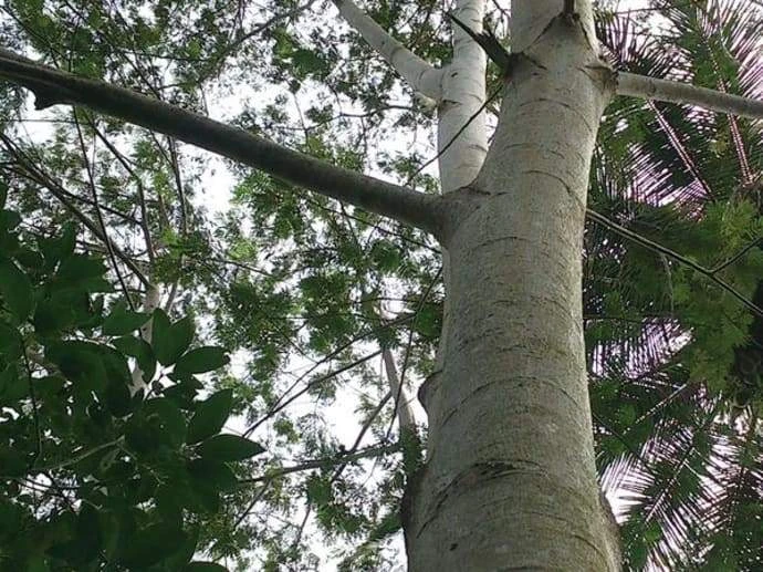 T-Lab Pole Pole Wooden Animal Anteater 7 T-Lab Pole Pole Wooden Animal Anteater - Image 5