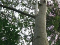 T-Lab Pole Pole Wooden Animal Pair Set - Pig -Children Toy Store b380cbd7 ce0b 4e2c 9988 dfff935b3fd5 f00efeec 25cf 425c a545 543249b32165