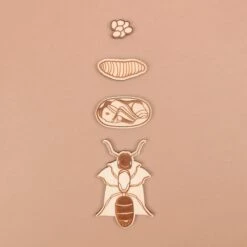 Stuka Puka A Bugs Life Puzzle 21 Stuka Puka A Bugs Life Puzzle -Children Toy Store bug life cycle wooden puzzle 7 2048x 8b8bdfb7 1ad0 4760 92be 241f8a0135d6