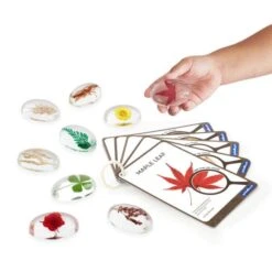 Guidecraft Specimen Stones: Plants -Children Toy Store jdeedovqdpxr1d838rjl