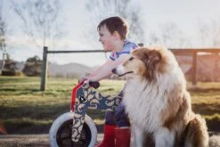 Wishbone Bike Pangolin 3-in-1 -Children Toy Store lifestylepangolin2